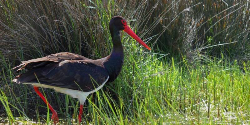 «Кандатский» заказник