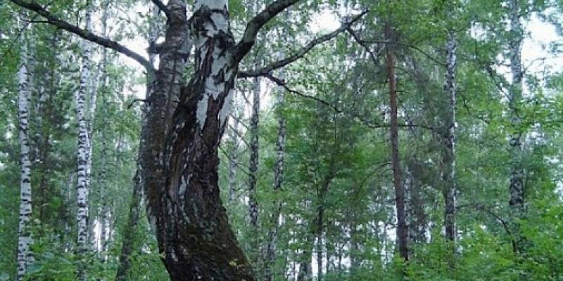 «Красивая береза»